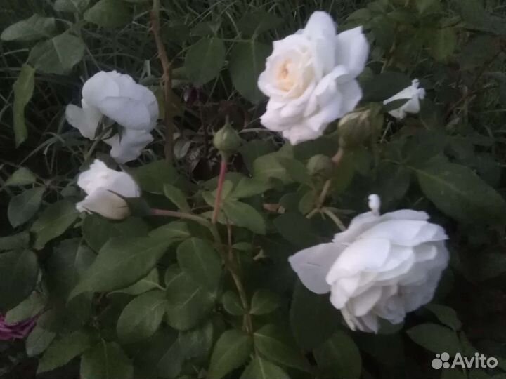 Розы английские парковые