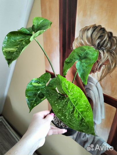 Сингониум Панда