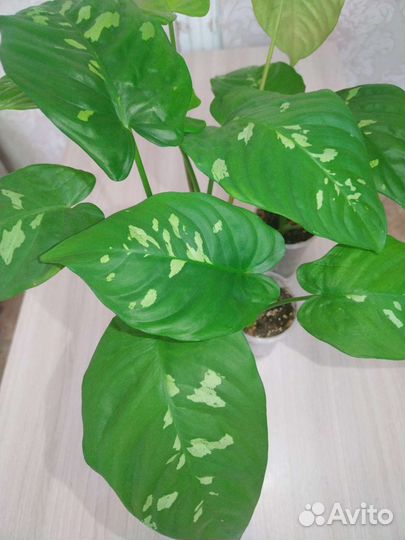 Шизматоглоттис