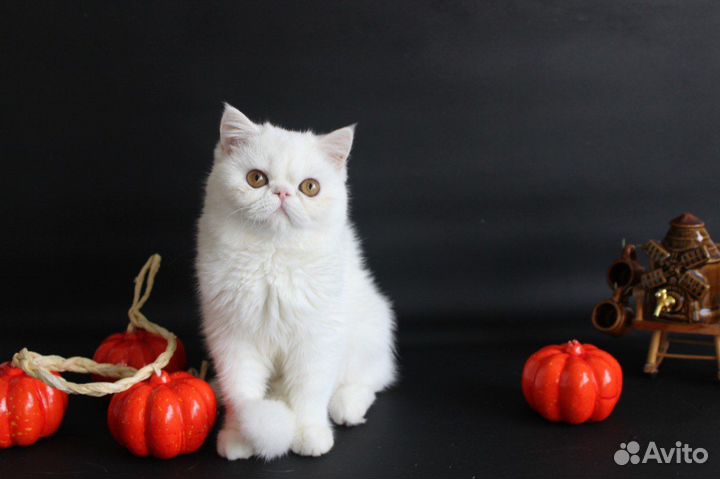 Белые экзотические котятки