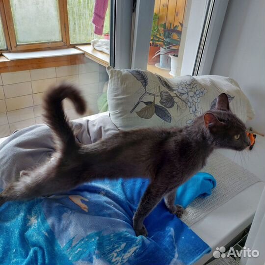 Британский кот