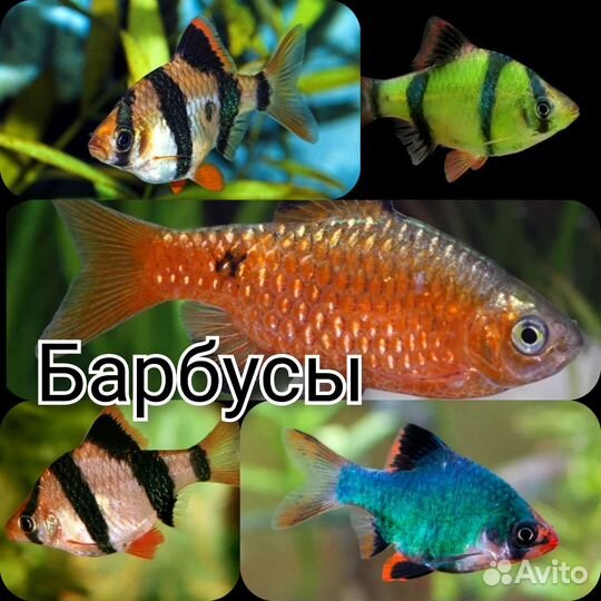 Аквариумные рыбки