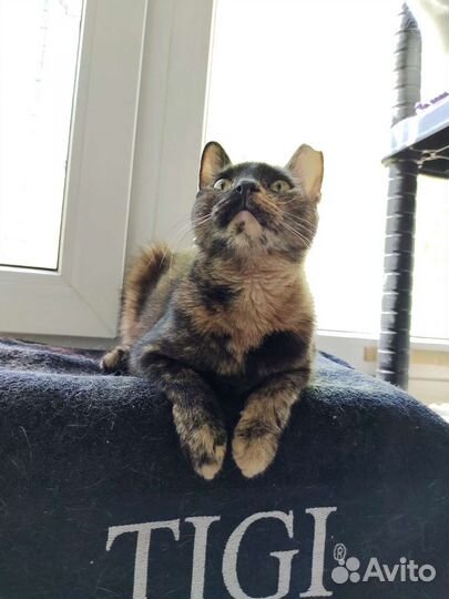 Кошечка в добрые ручки