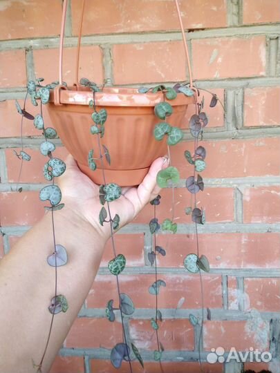 Циропегия вуда