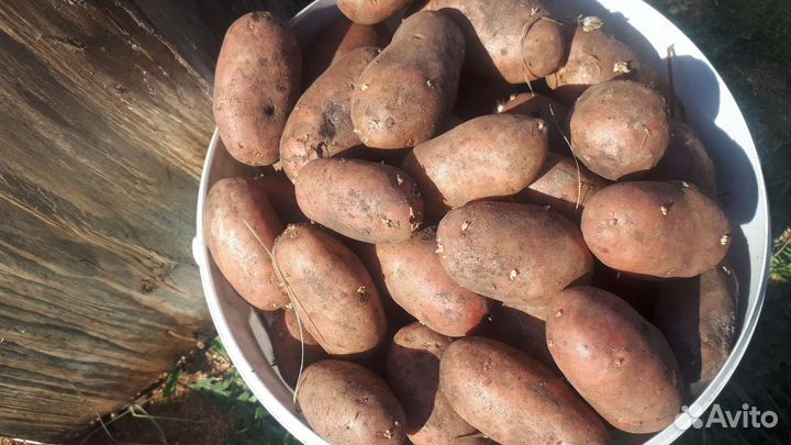 Семенной картофель