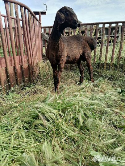 Бараны гиссарские и молодняк