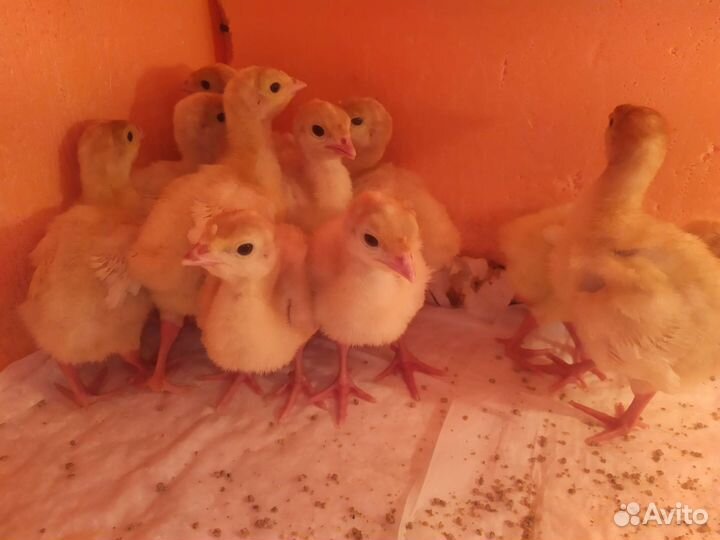 Индюшата Канада