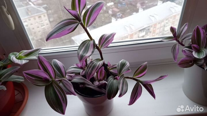 Традесканции разных видов