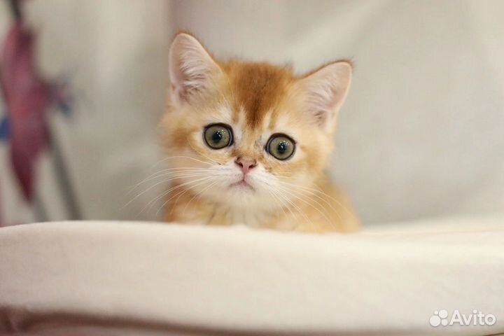 Шотландский котик ny 11