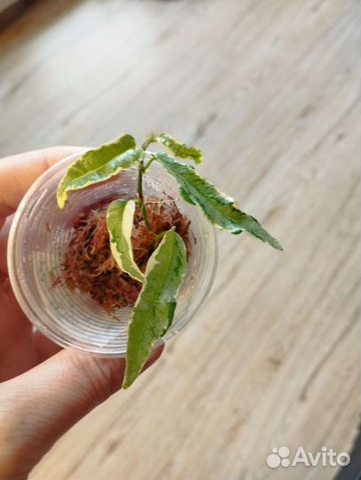 Фикус сагитата мутабилис