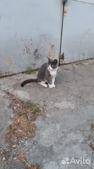 Кот в добрые руки