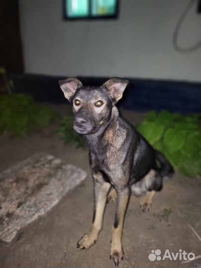 Собака в добрые руки отдам бесплатно