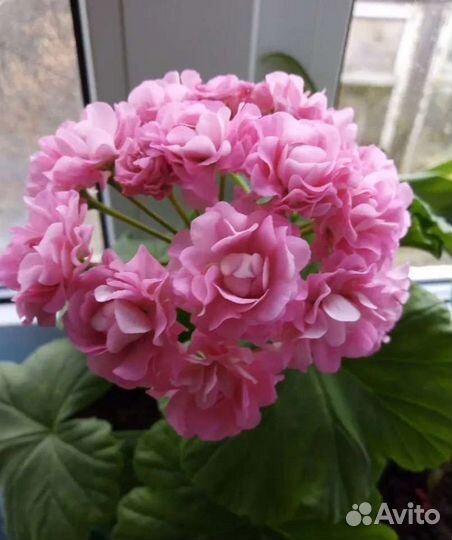 Сортовые пеларгонии