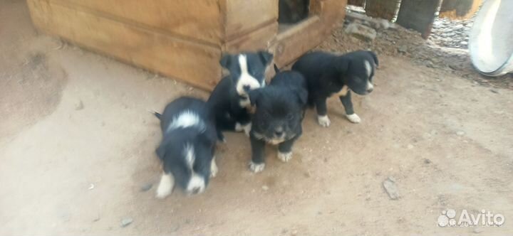 Щенки
