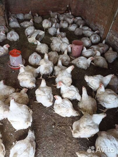 Домашние куры бройлеры