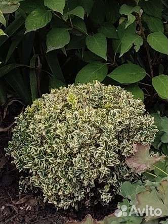 Самшит вечнозелёный