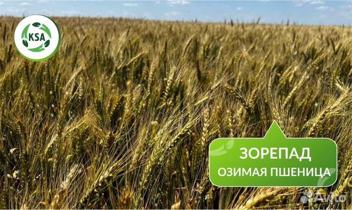 Озимая пшеница 