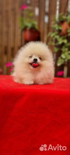 Кукляшки померашки РКФ