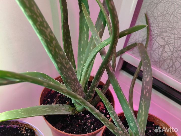Красула толстянка (денежное дерево) алоэ вера