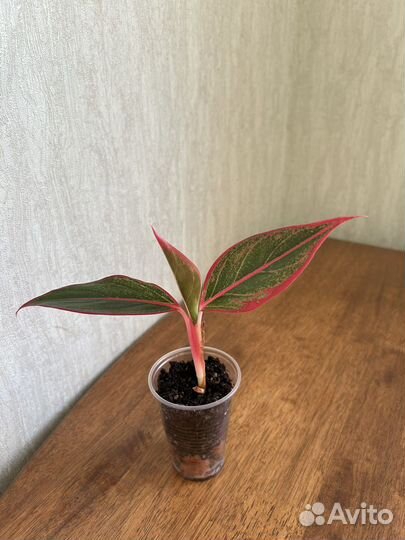 Аглаонема Крит