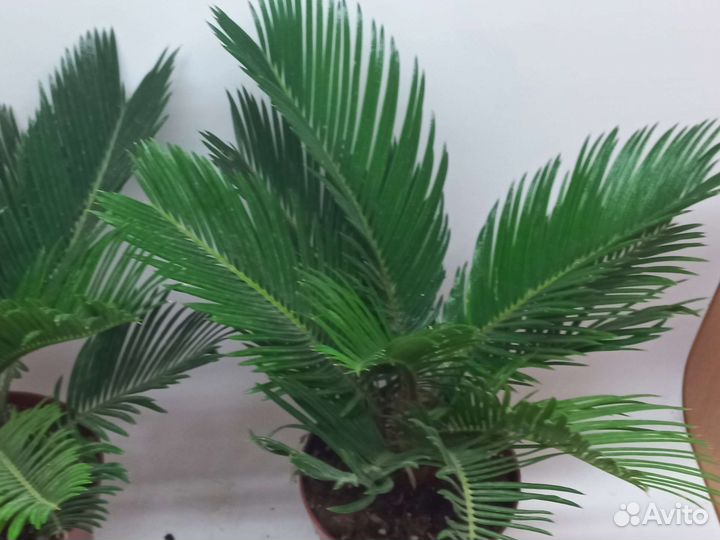 Цикас революта