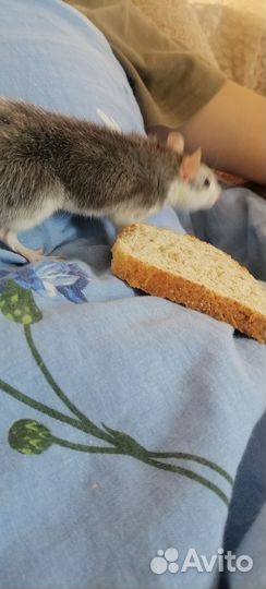 Крыса домашняя