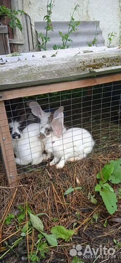 Крольчата