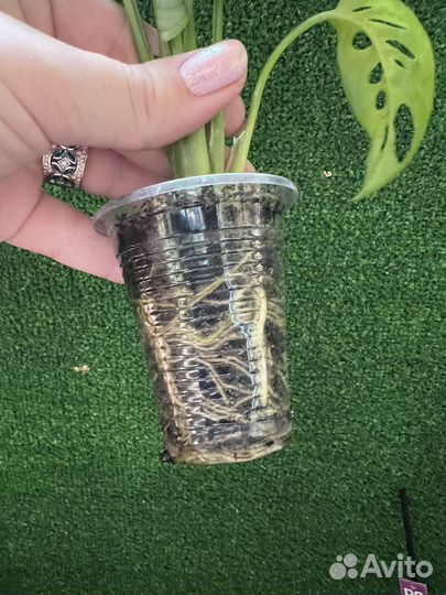 Монстера манки