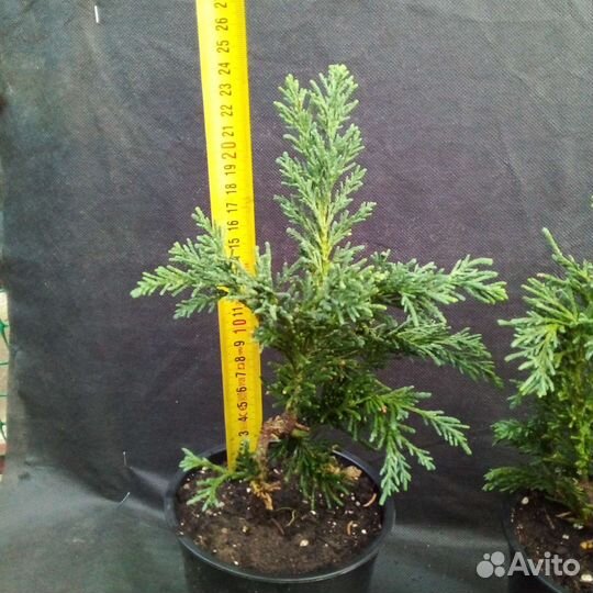 Кипарисовики