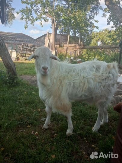 Козел зааненский