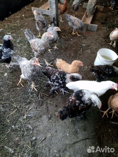 Молодые петушки