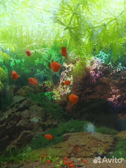 Рыбки аквариумные