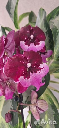 Орхидея фаленопсис Биг Лип Горячий Поцелуй