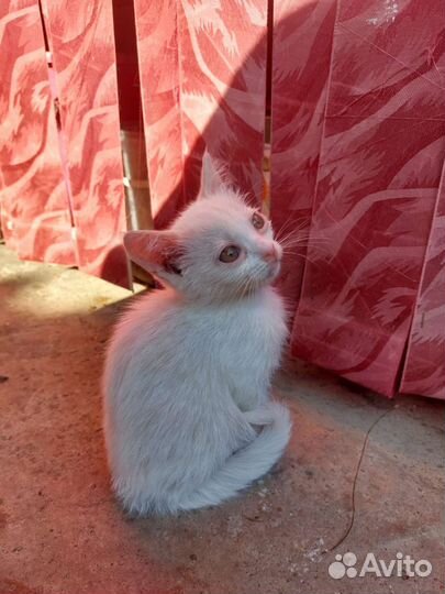 Кошки бесплатно