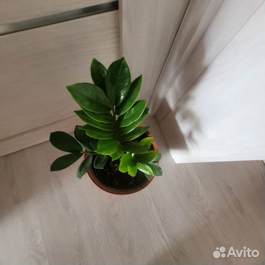 Замиокулькас