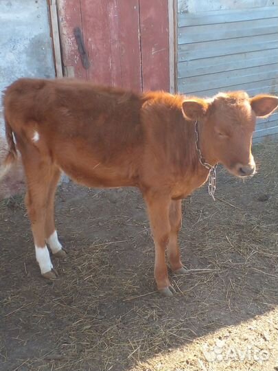 Тёлочка 4 месяца