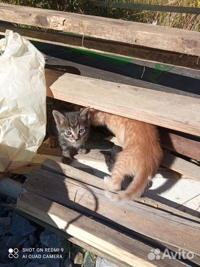 Котята в добрые руки бесплатно