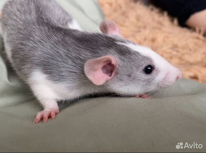 Крыса Софи