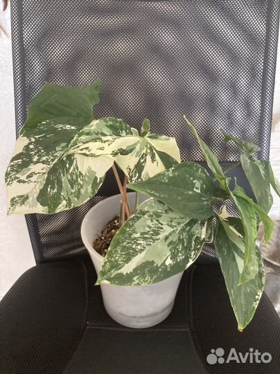 Сингониум Alda variegatta