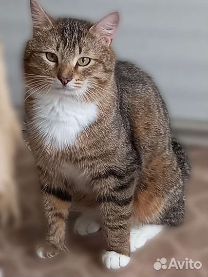 Красавец Маркиз