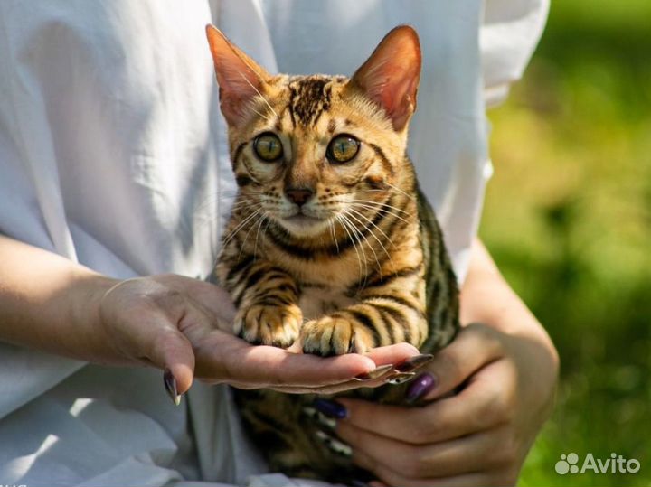 Бенгальская кошка