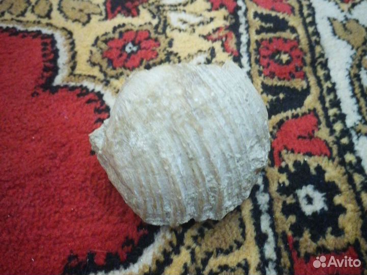 Окаменелая ракушка читать описание
