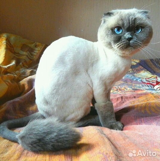 Стрижка котов и кошек. Экспресс линька,тримминг