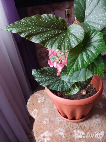 Бегония макулата