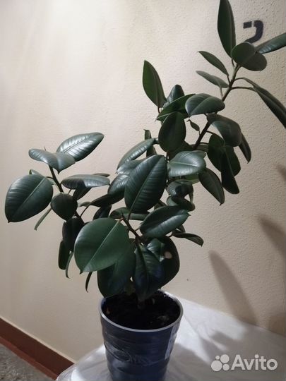 Фикус эластика робуста