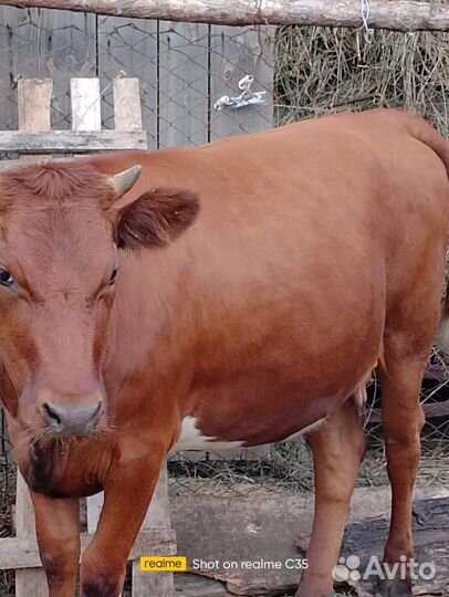 Продам телку