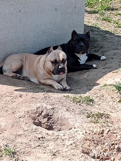 Вязка. Американский Булли