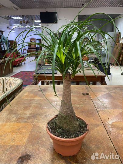 Бокарнея Нолина