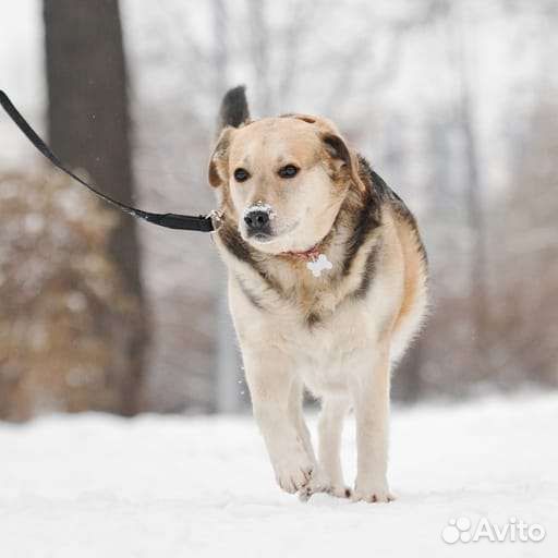 Собака в добрые руки отдам бесплатно