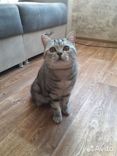 Отдам котика